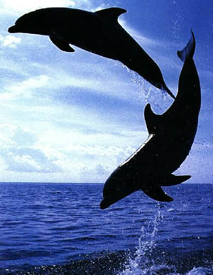 le dauphin